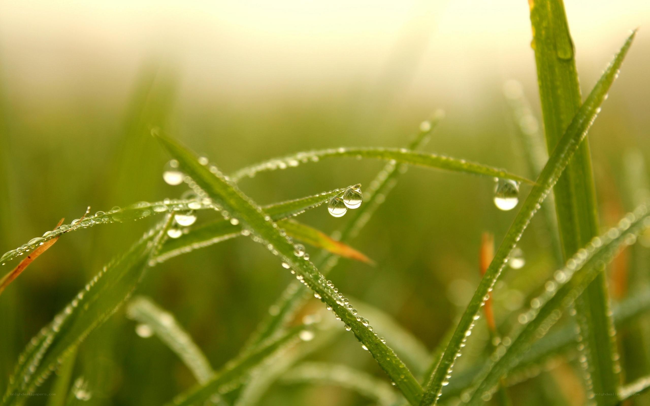 Dew drops on grass at sunrise