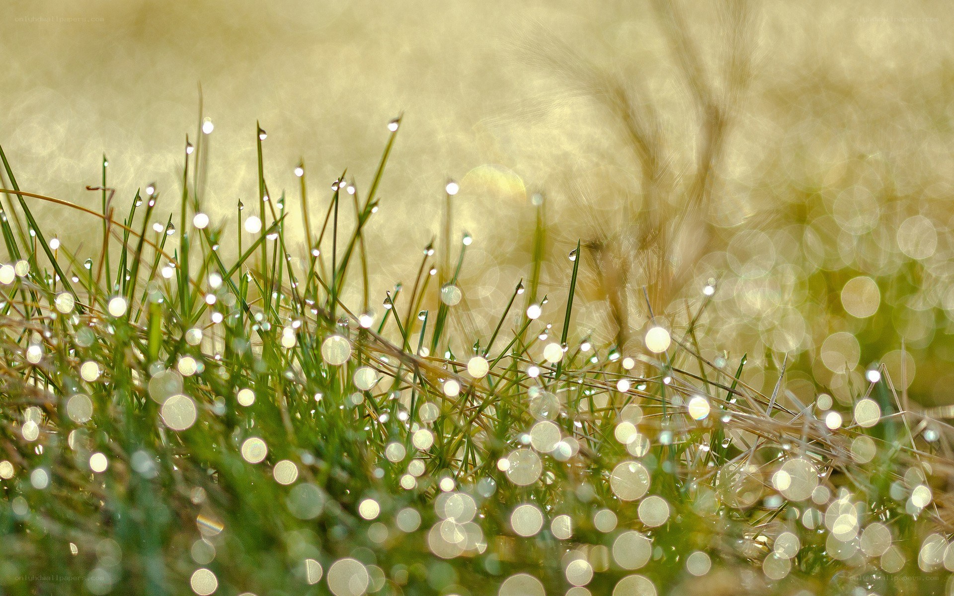 Dew drops on grass at sunrise