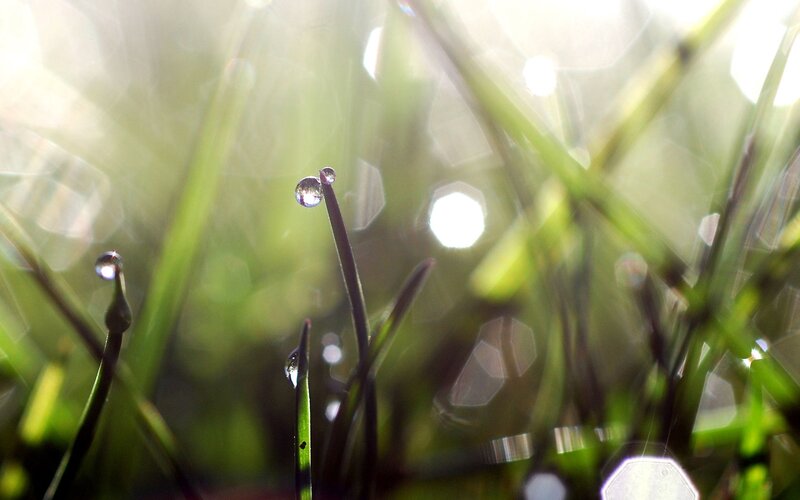 Dew drops on grass at sunrise