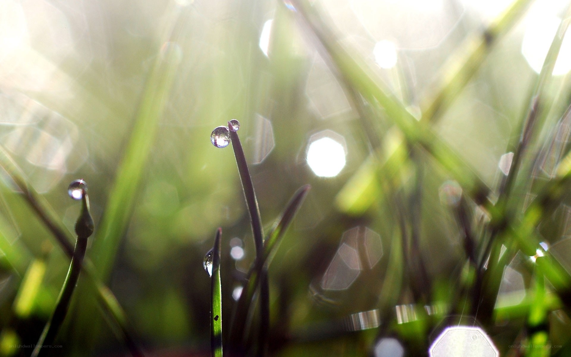 Dew drops on grass at sunrise