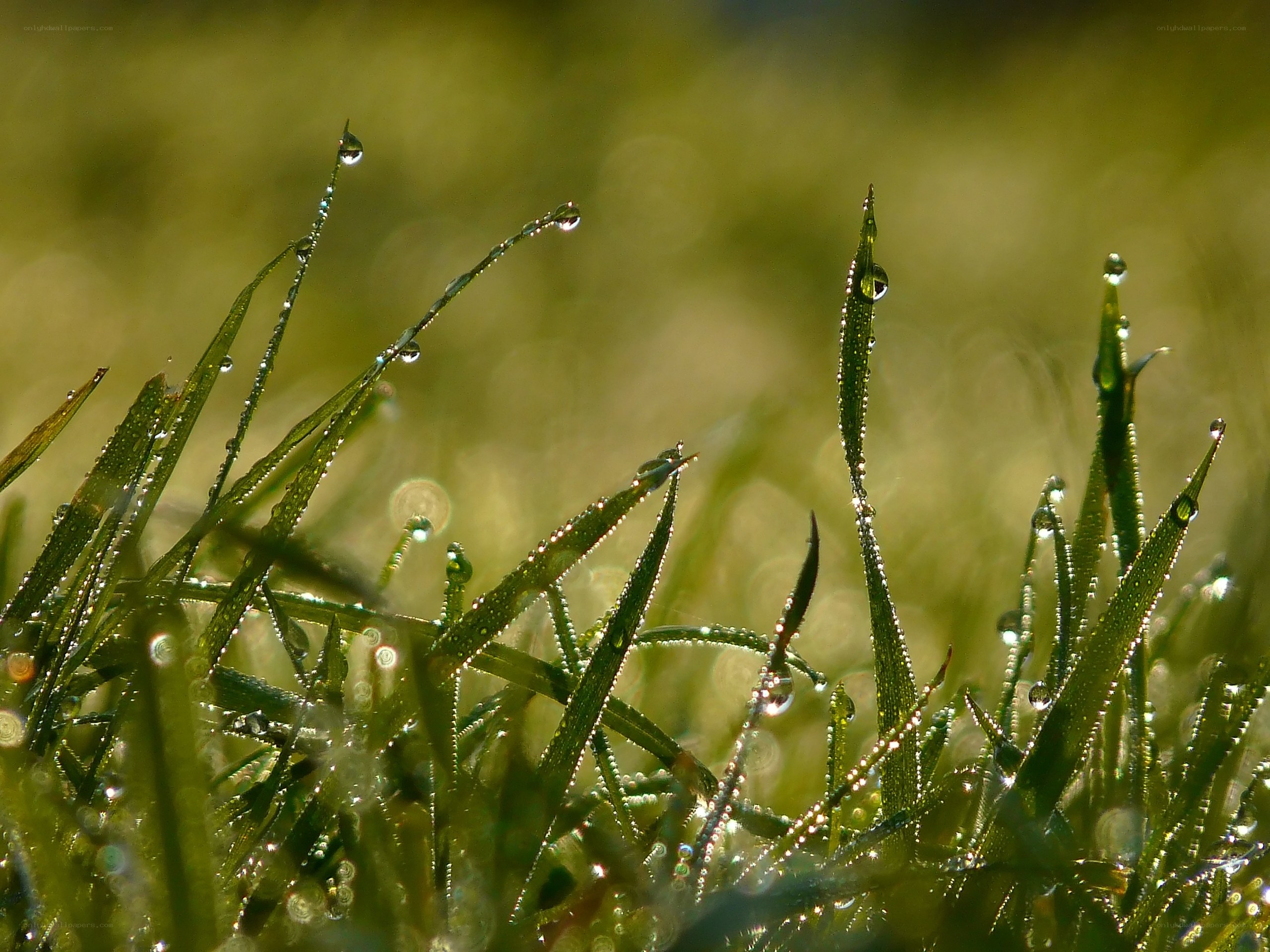 Dew drops on grass blades