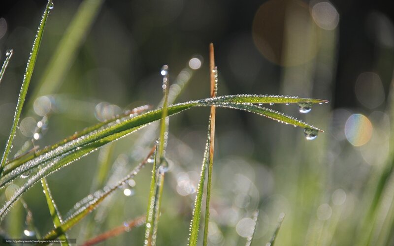 Dew drops on grass blades