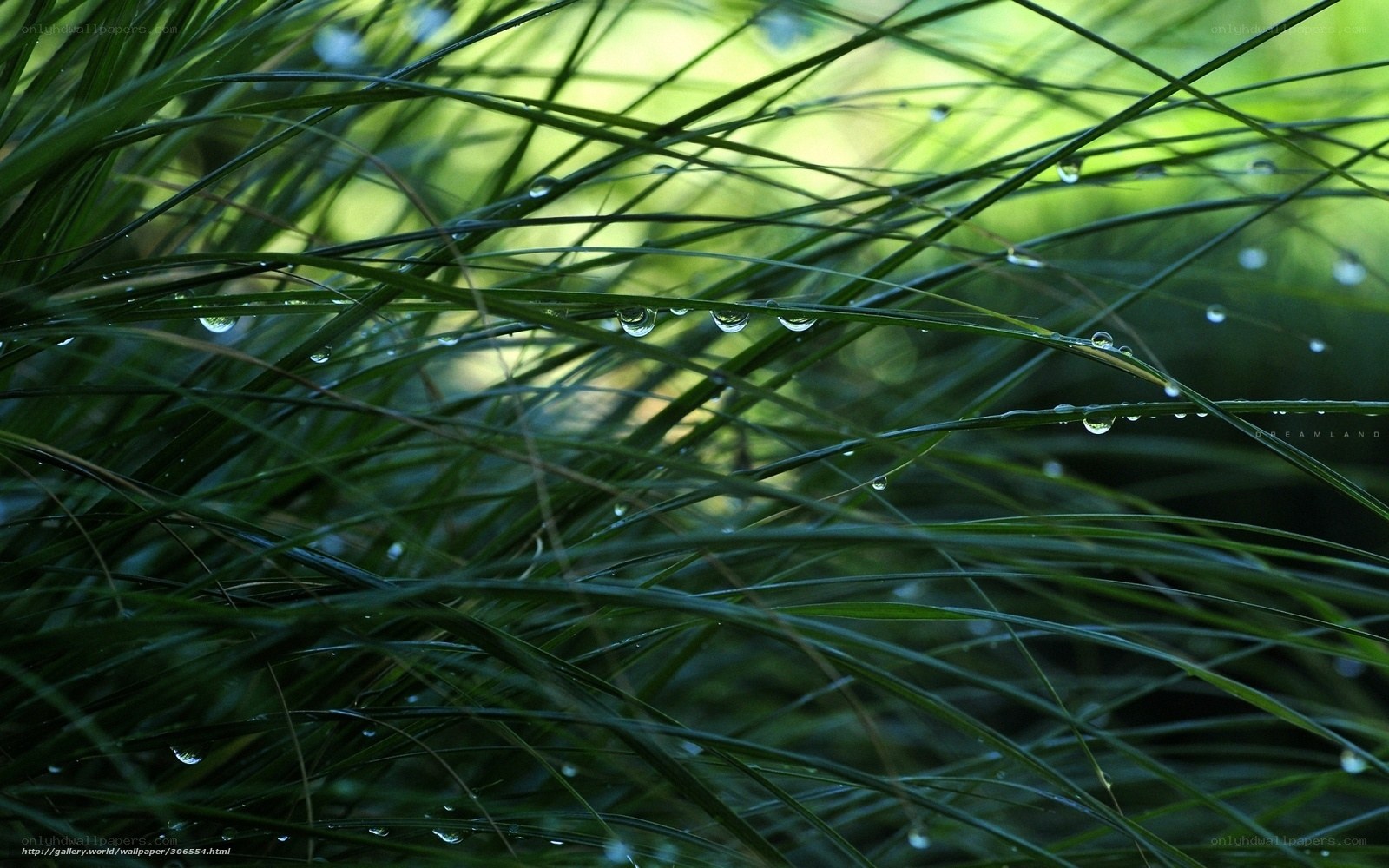 Dew drops on grass blades