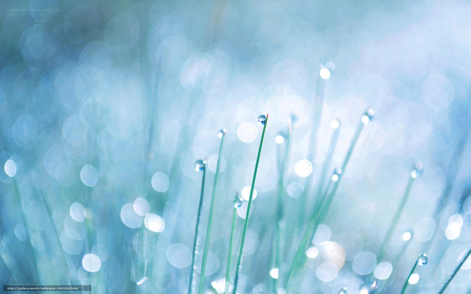 Dew drops on grass blades