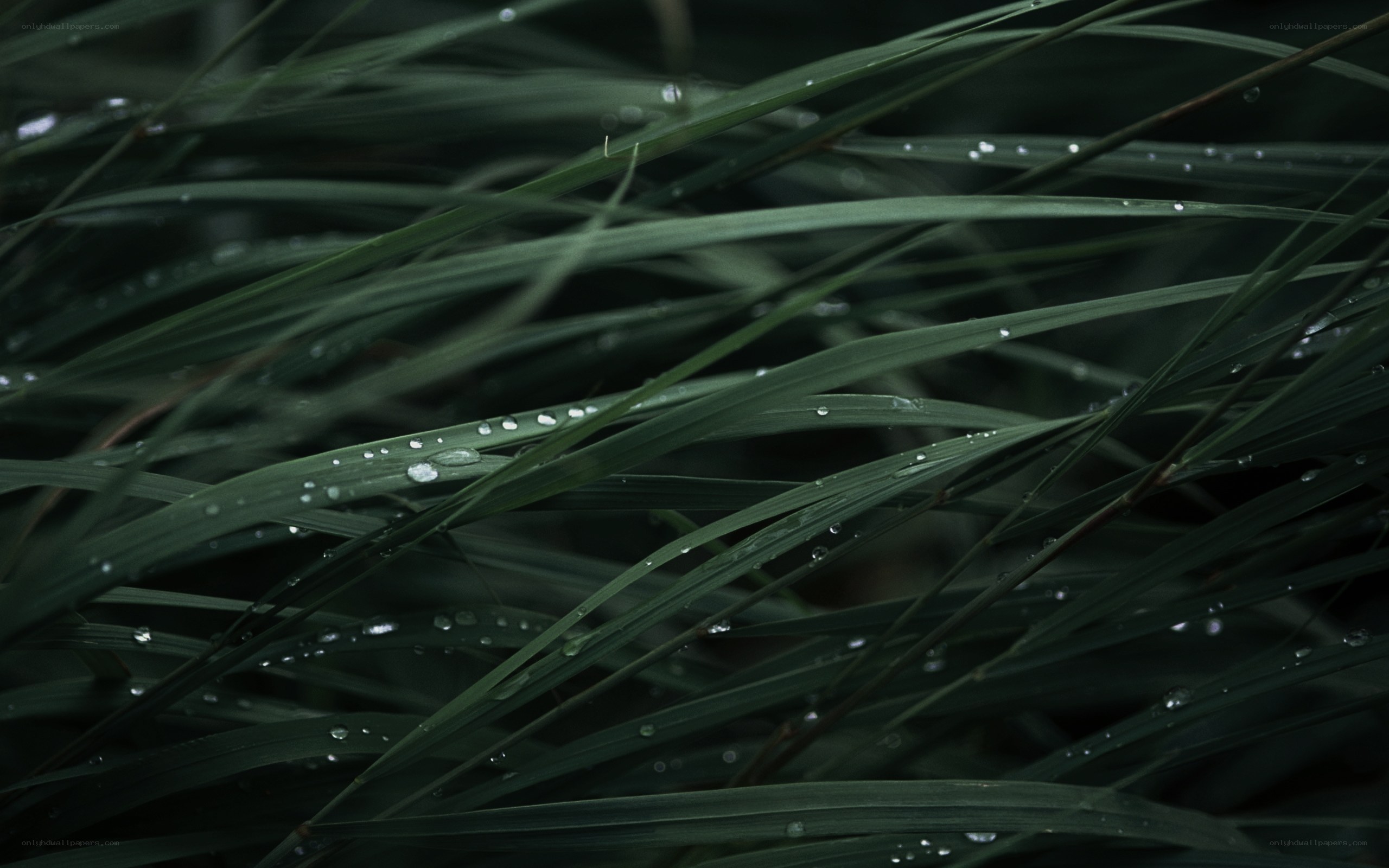 Dew drops on grass blades