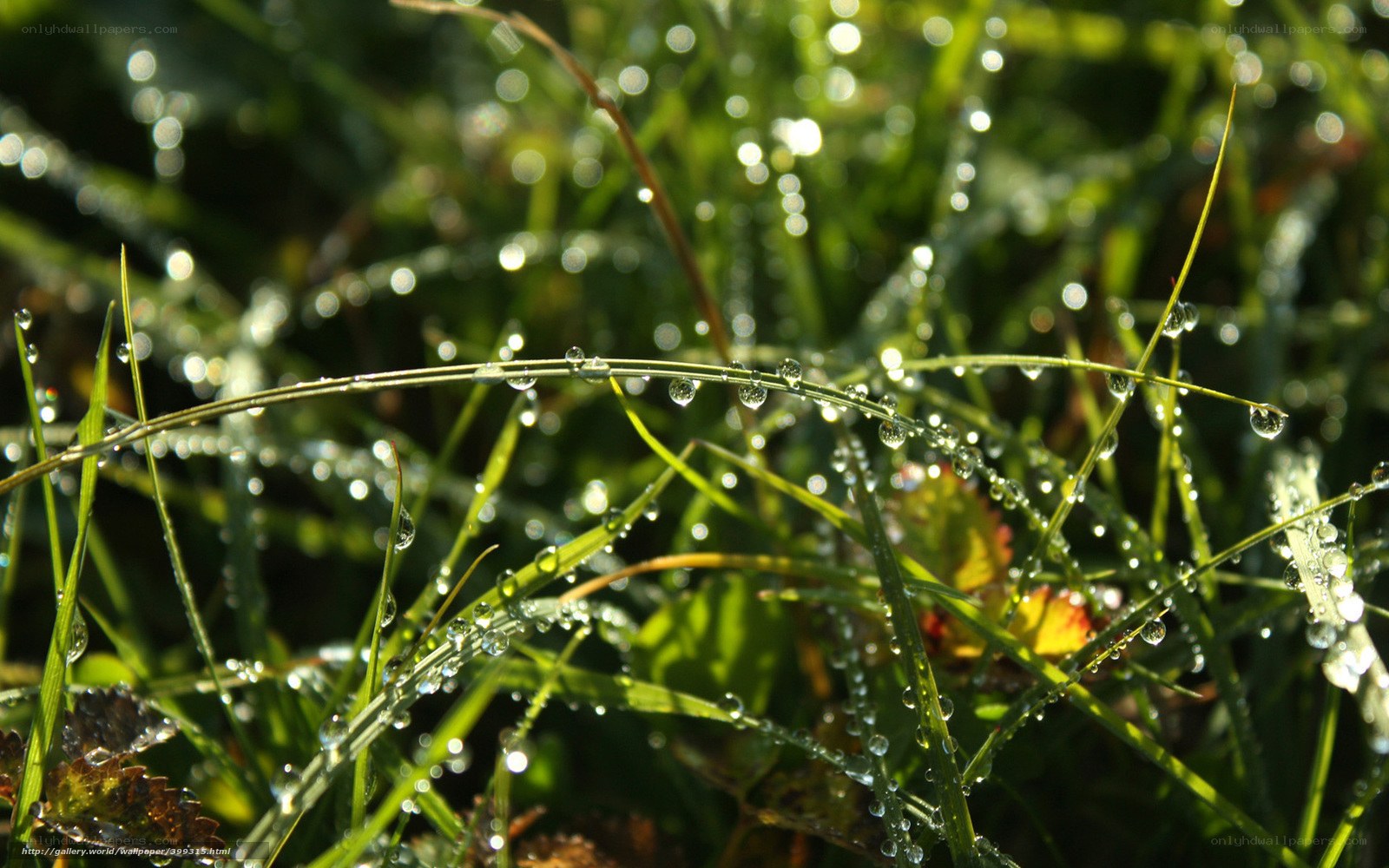 Dew drops on grass blades