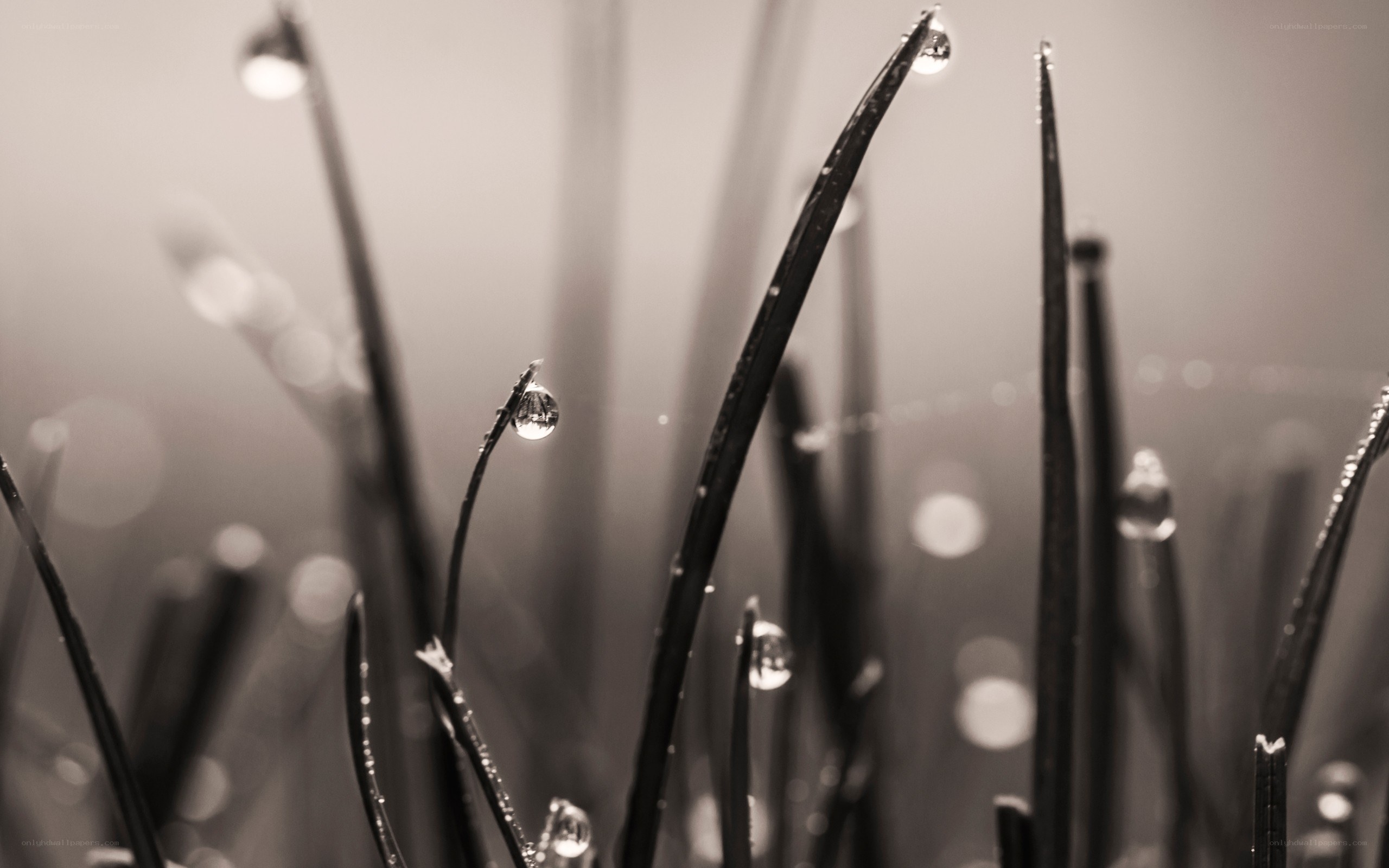 Dew drops on grass blades