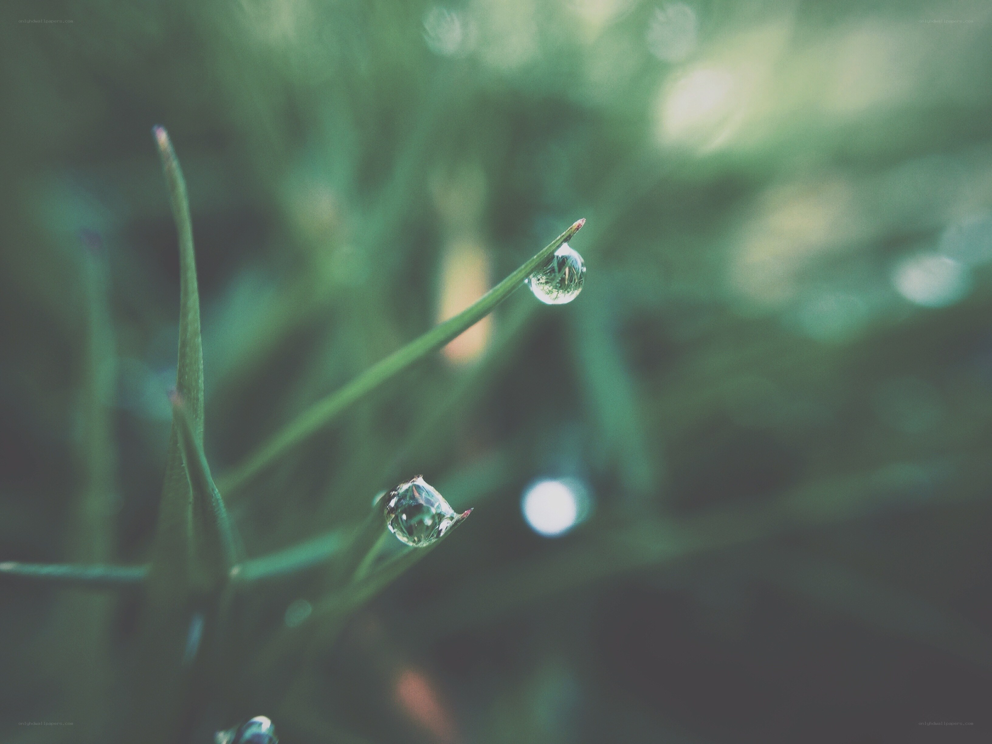 Dew drops on grass blades