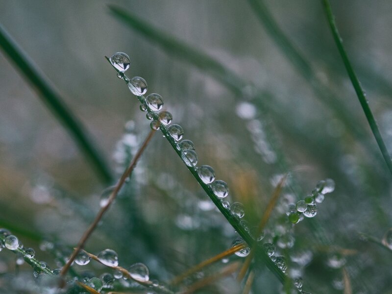 Dew drops on grass blades