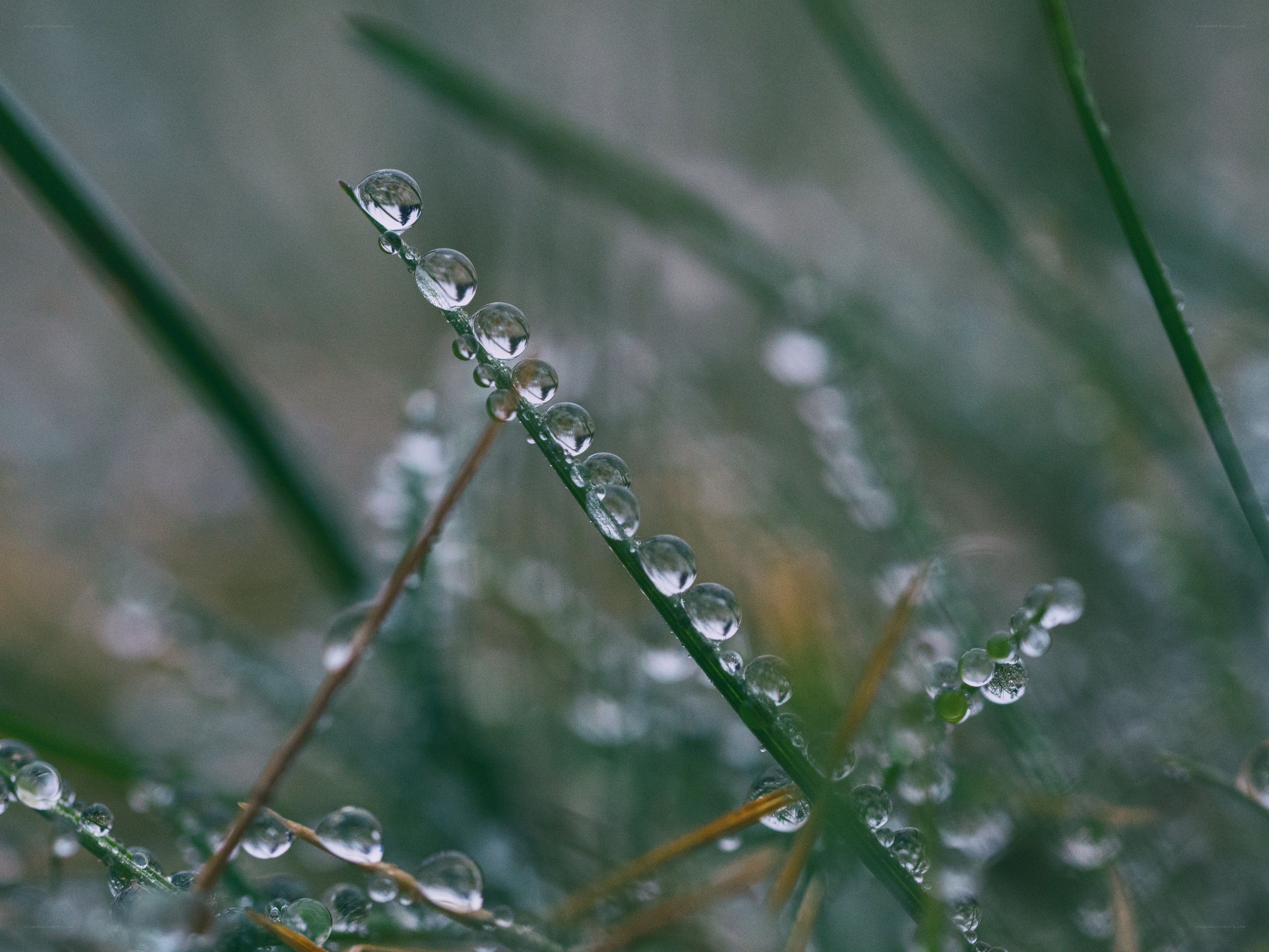 Dew drops on grass blades