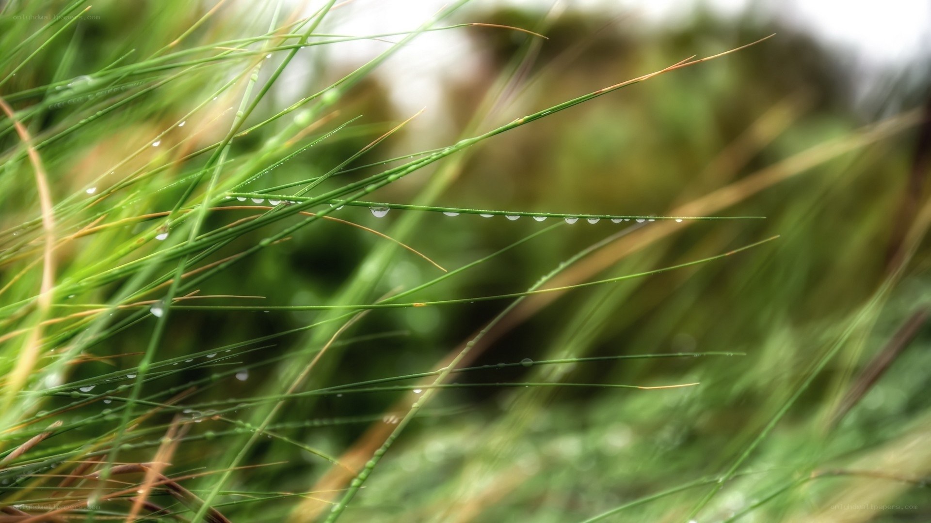 Dew drops on grass blades