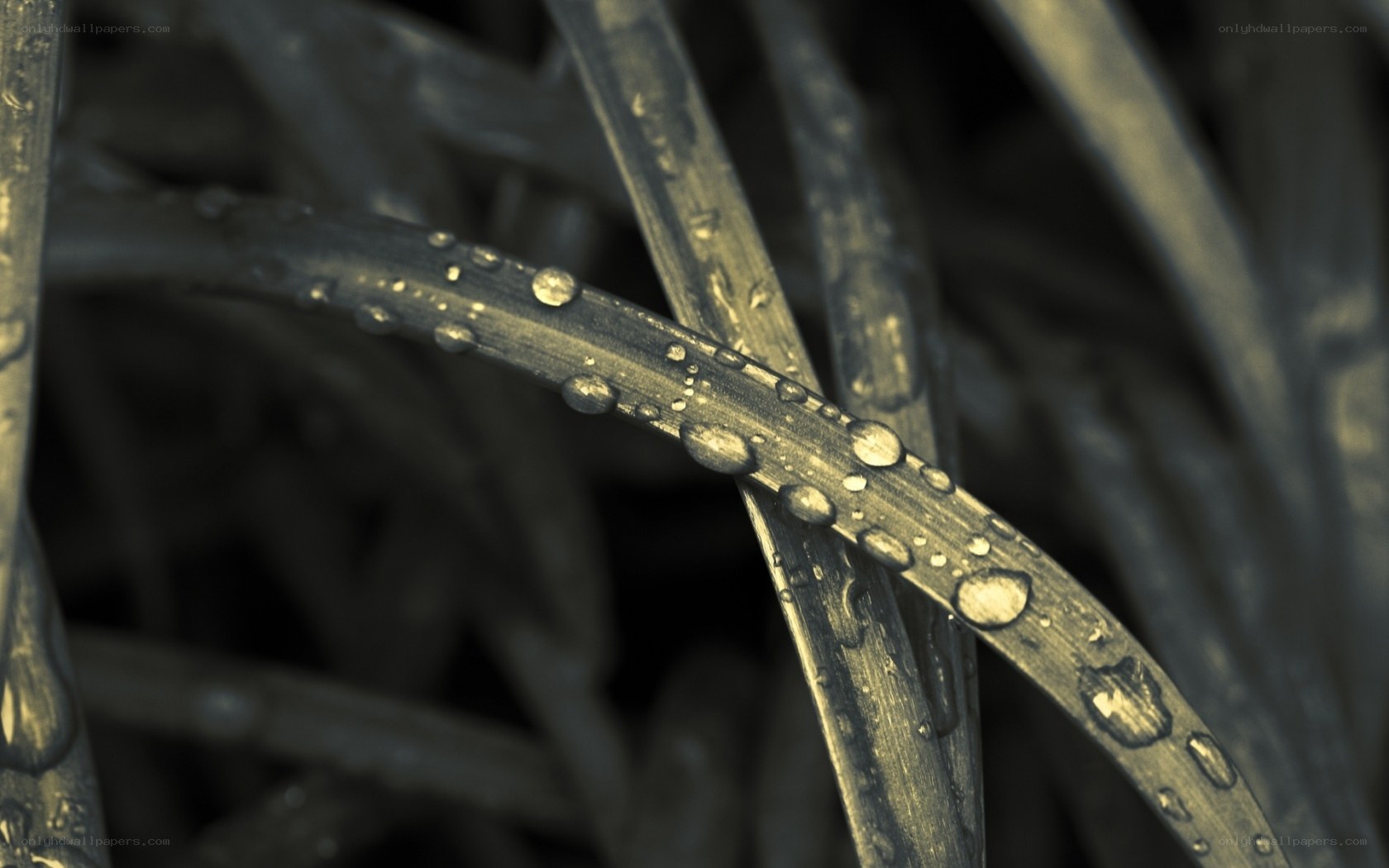 Dew drops on grass blades