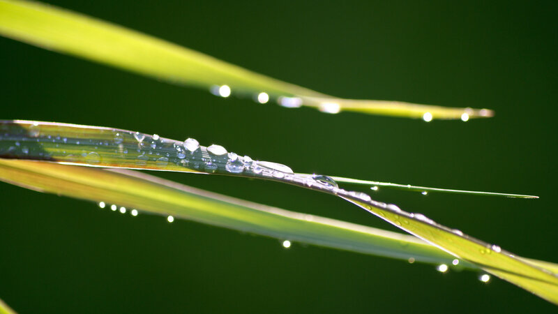 Dew drops on grass blades