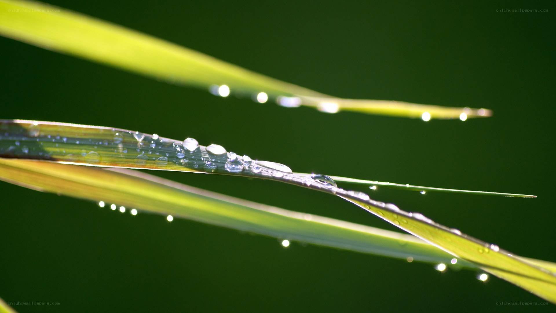 Dew drops on grass blades