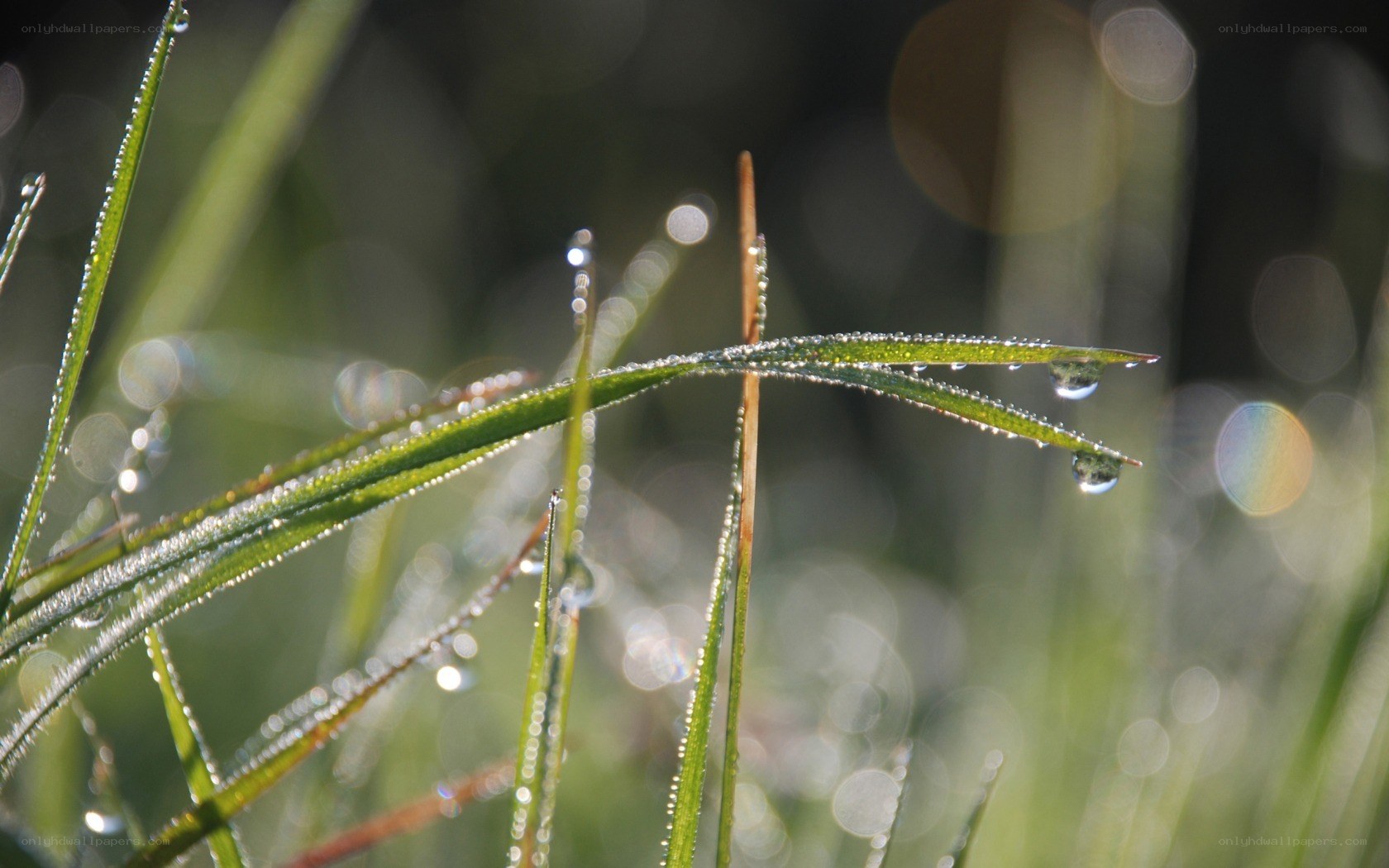 Dew drops on grass blades