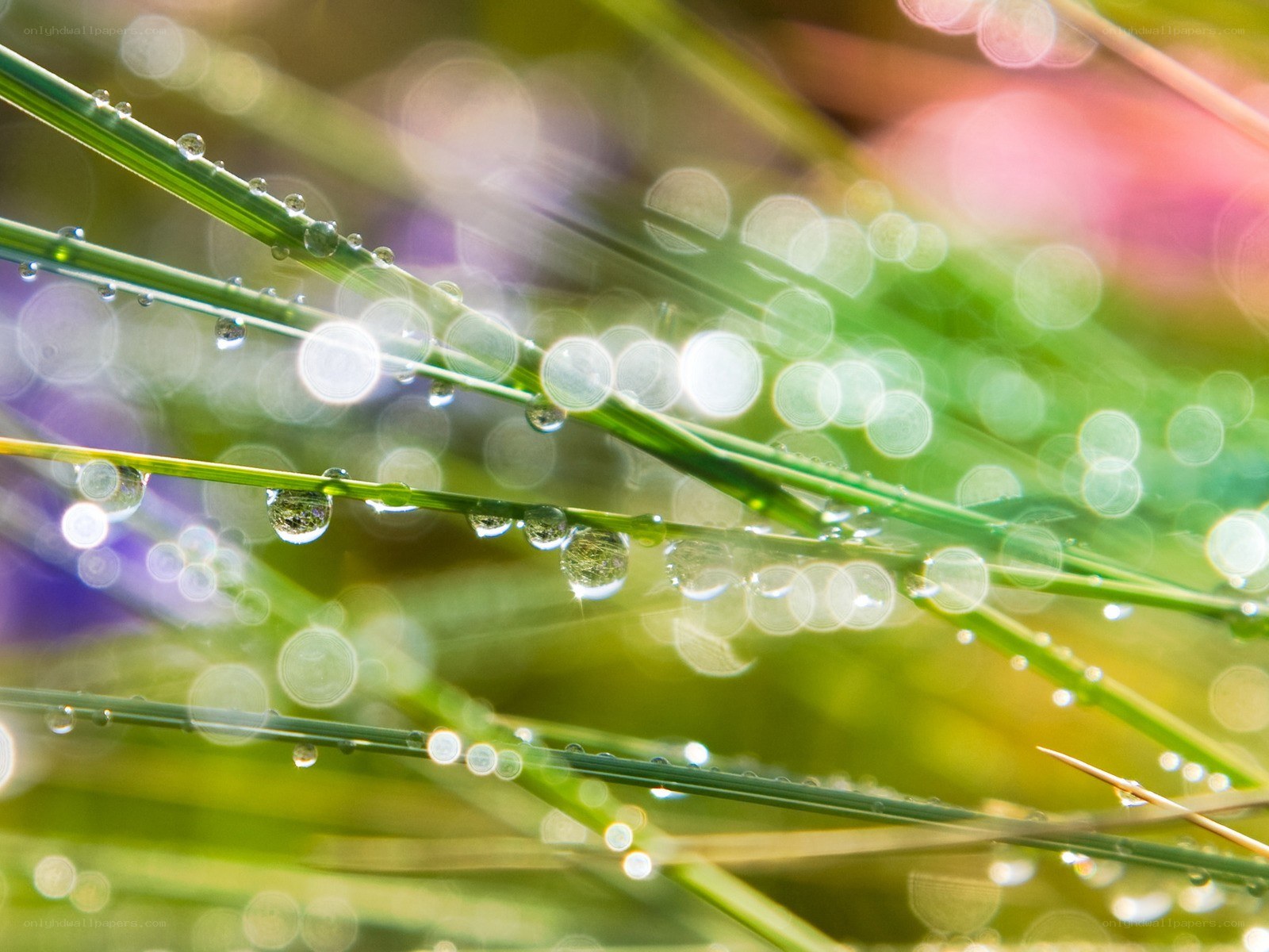Dew drops on grass blades