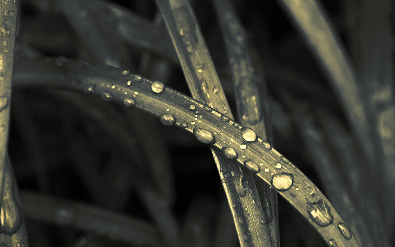 Dew drops on grass blades