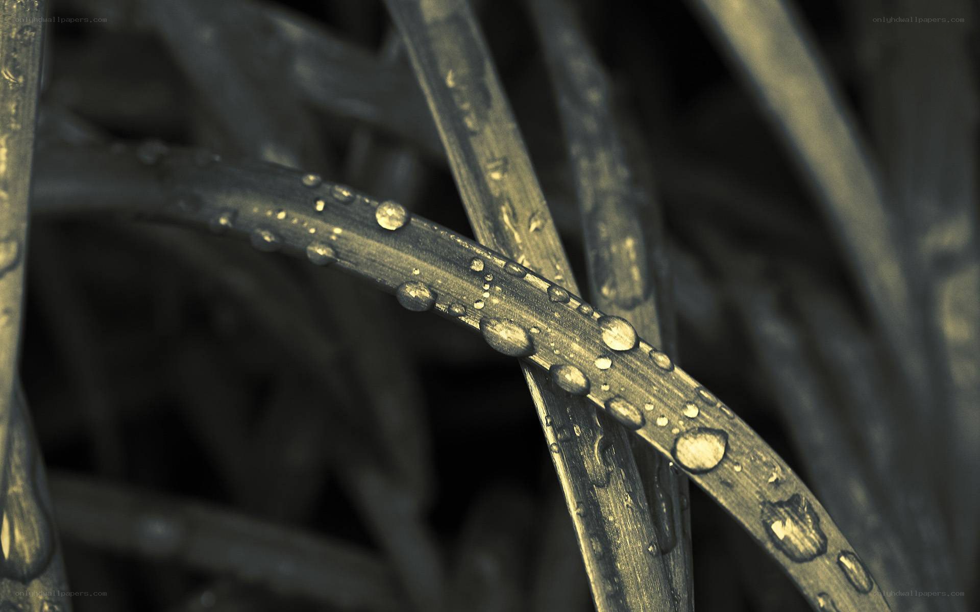 Dew drops on grass blades