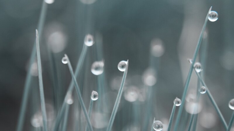 Dew drops on grass blades