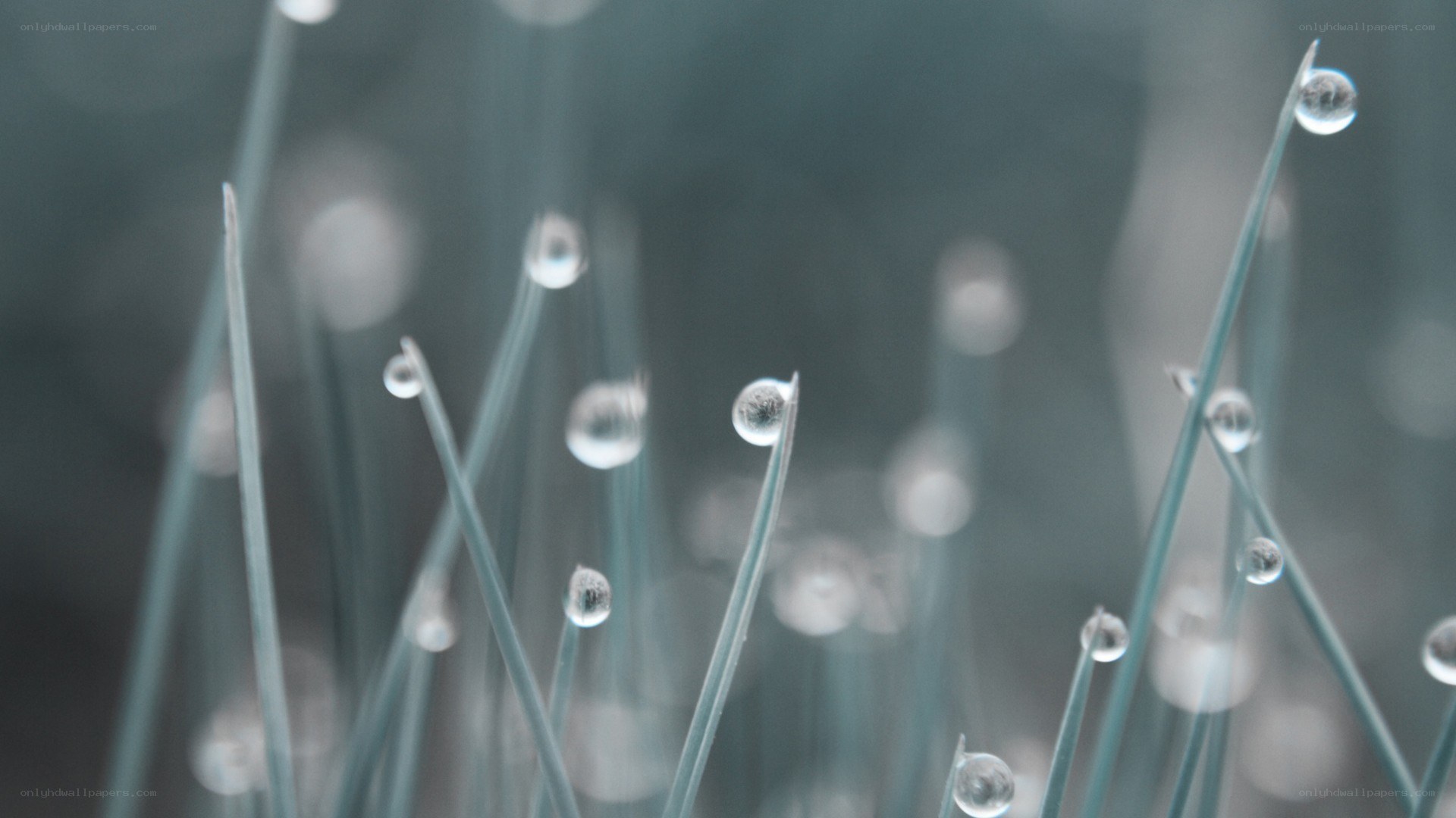 Dew drops on grass blades