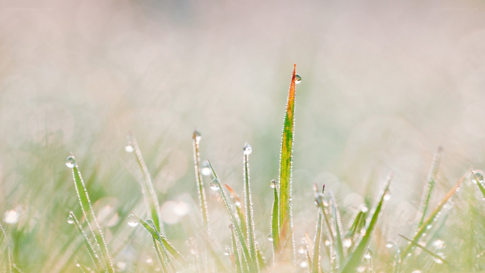 Dew drops on grass blades