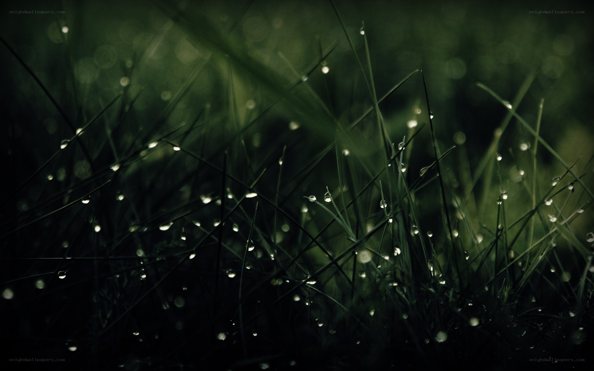 Dew drops on grass blades