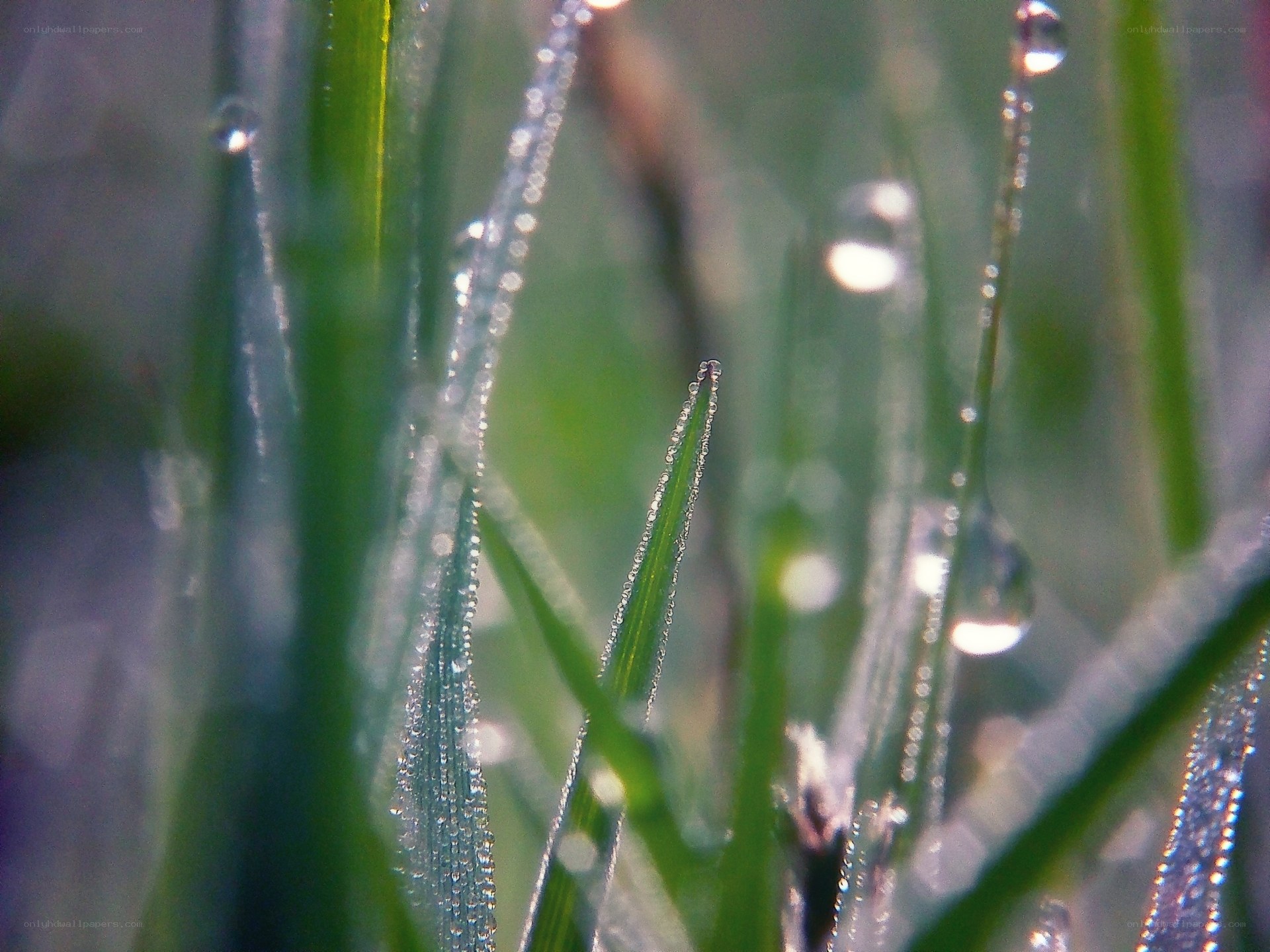 Dew drops on grass blades