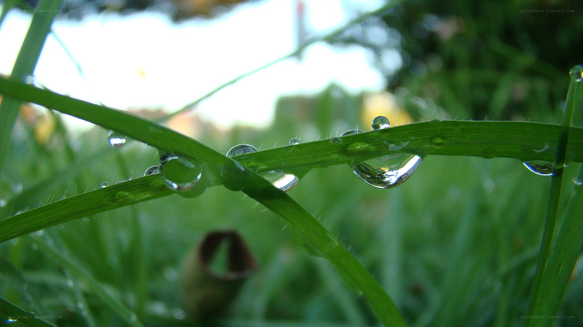 Dew drops on grass blades