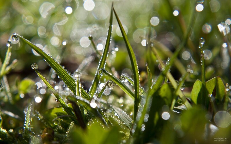 Dew drops on grass blades