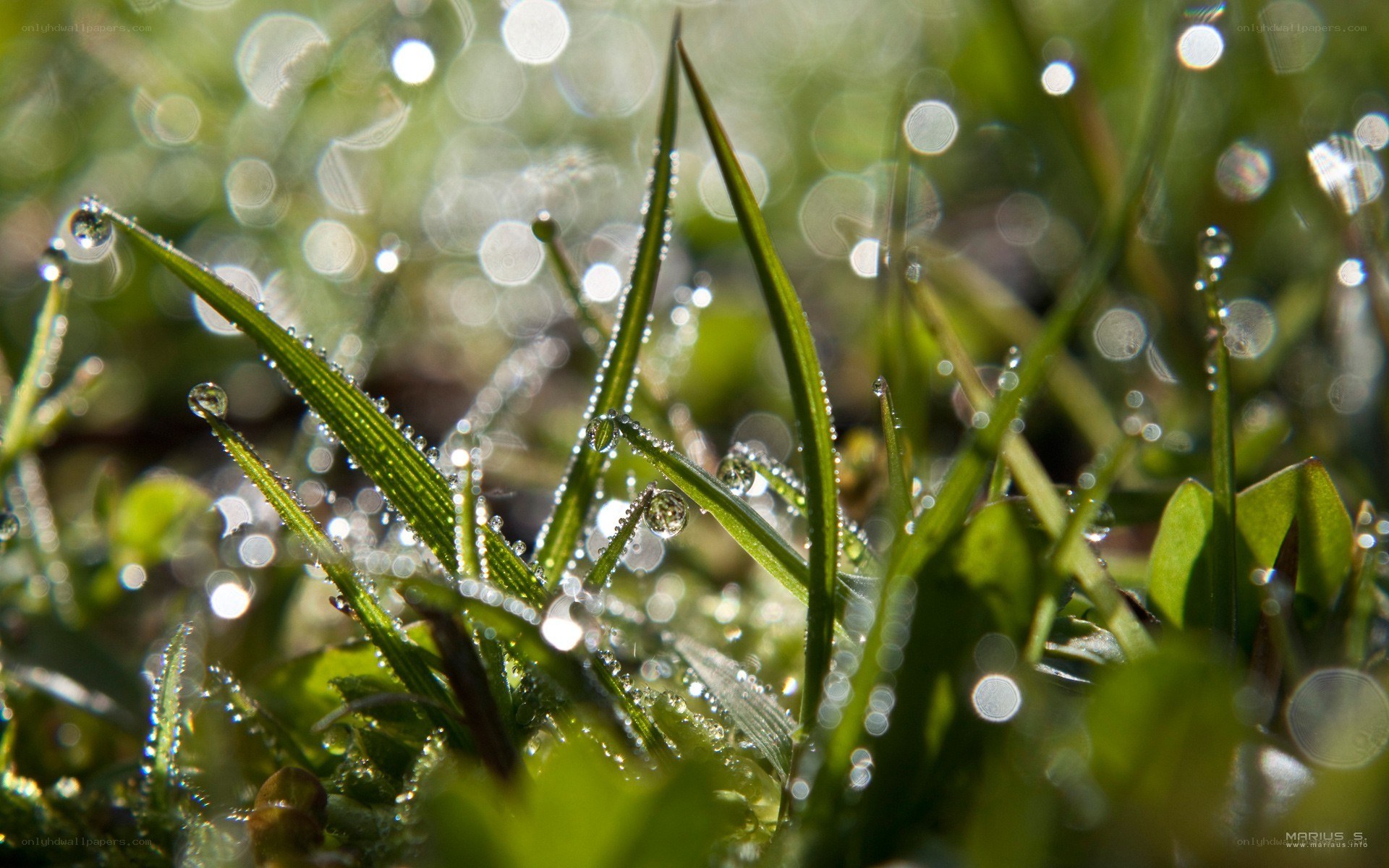 Dew drops on grass blades