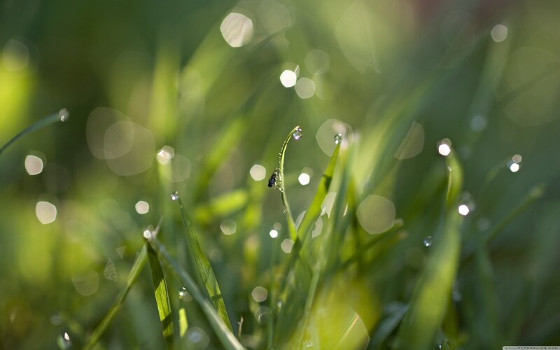 dew drops on grass blades
