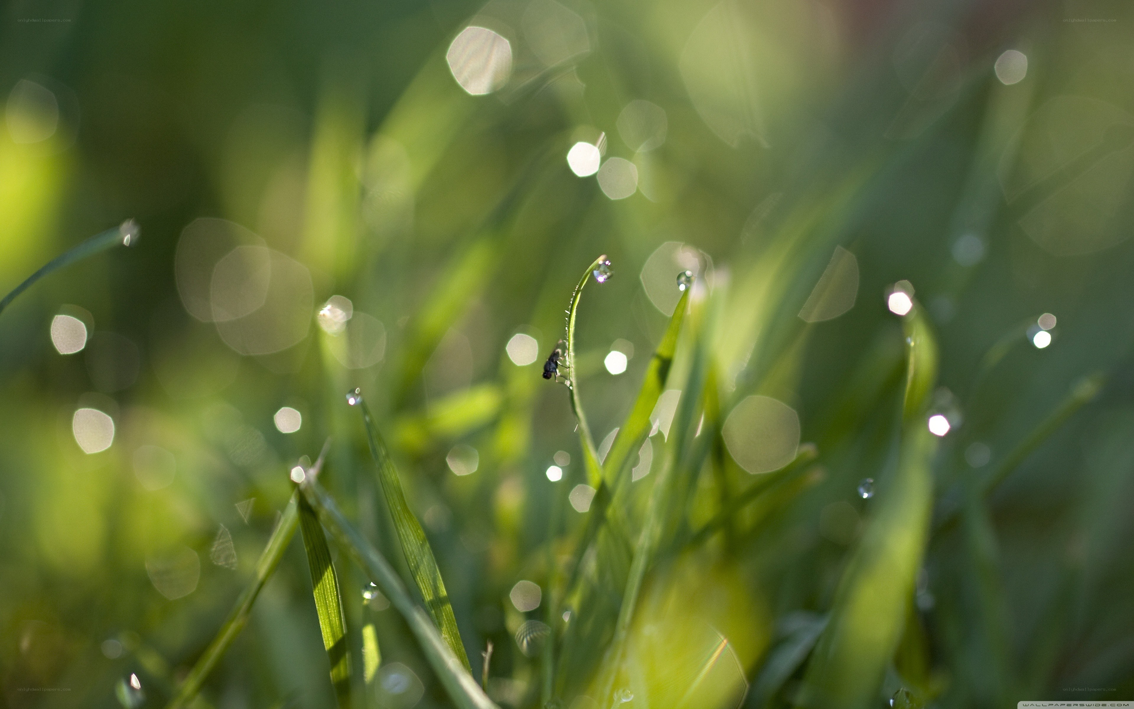 dew drops on grass blades