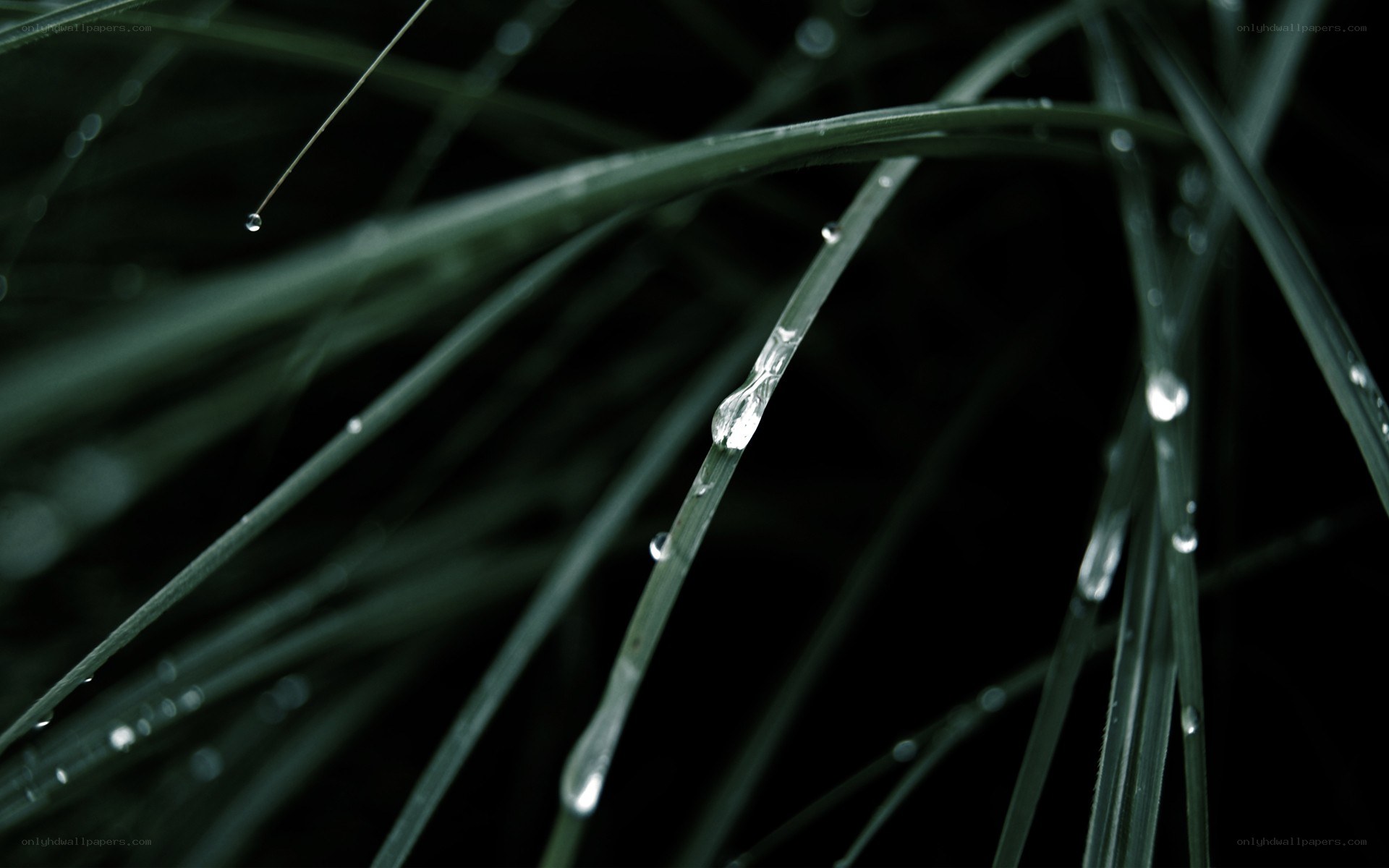 Dew drops on grass blades