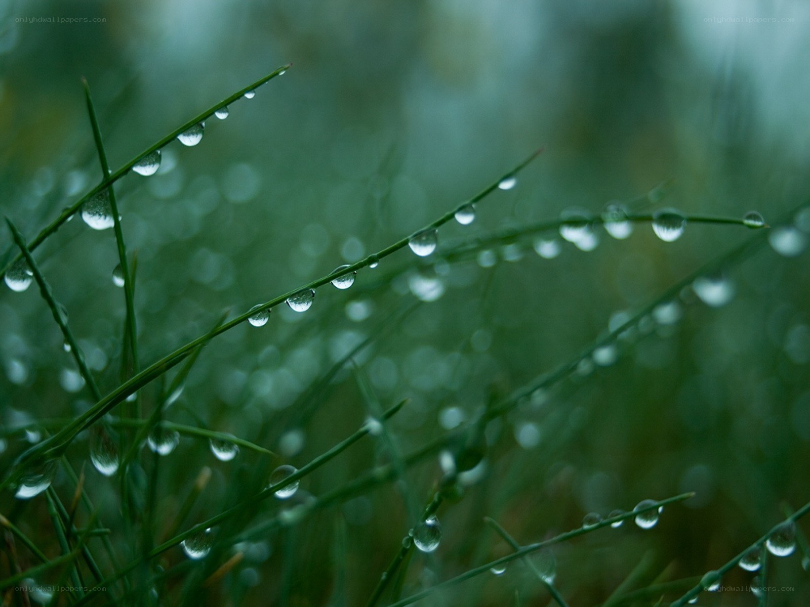 Dew drops on grass blades