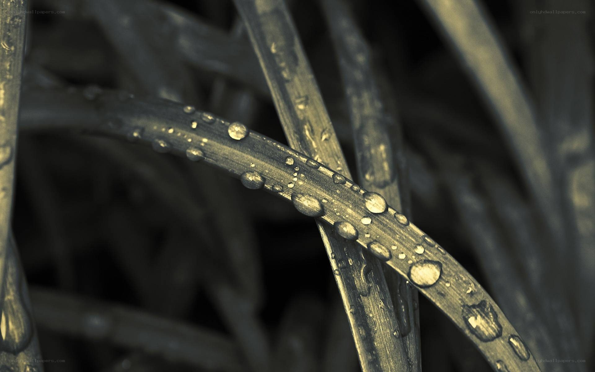 Dew drops on grass blades
