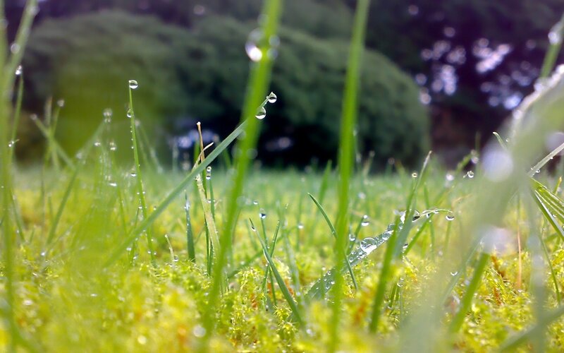 Dew drops on grass blades