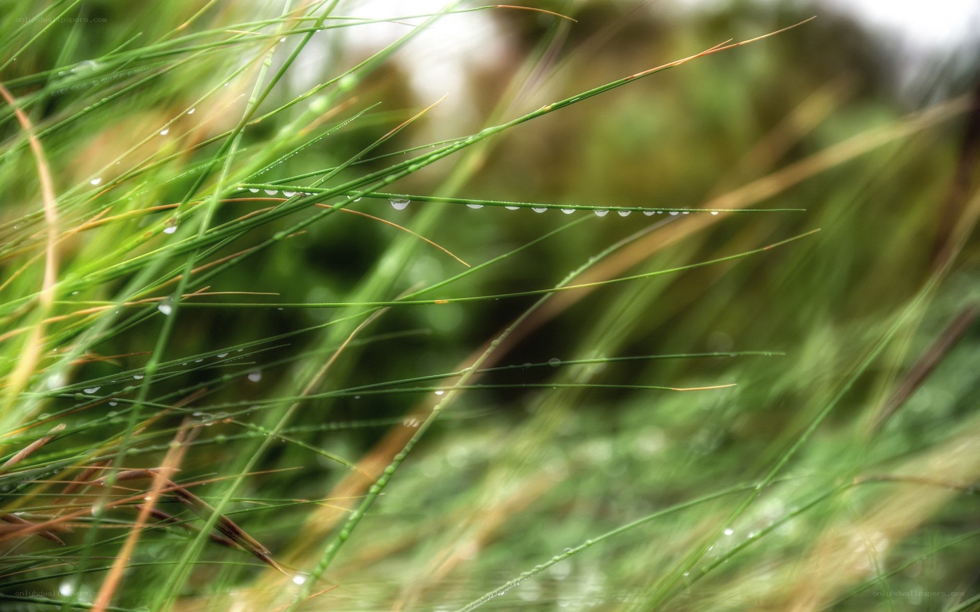 Dew drops on grass blades