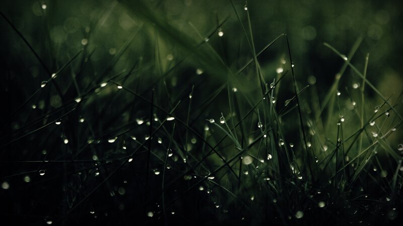 Dew drops on grass blades