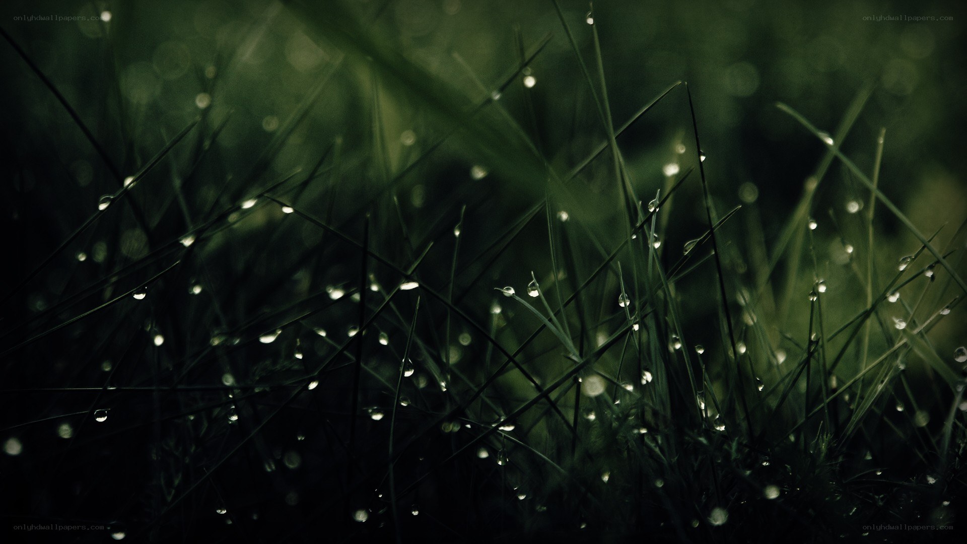 Dew drops on grass blades