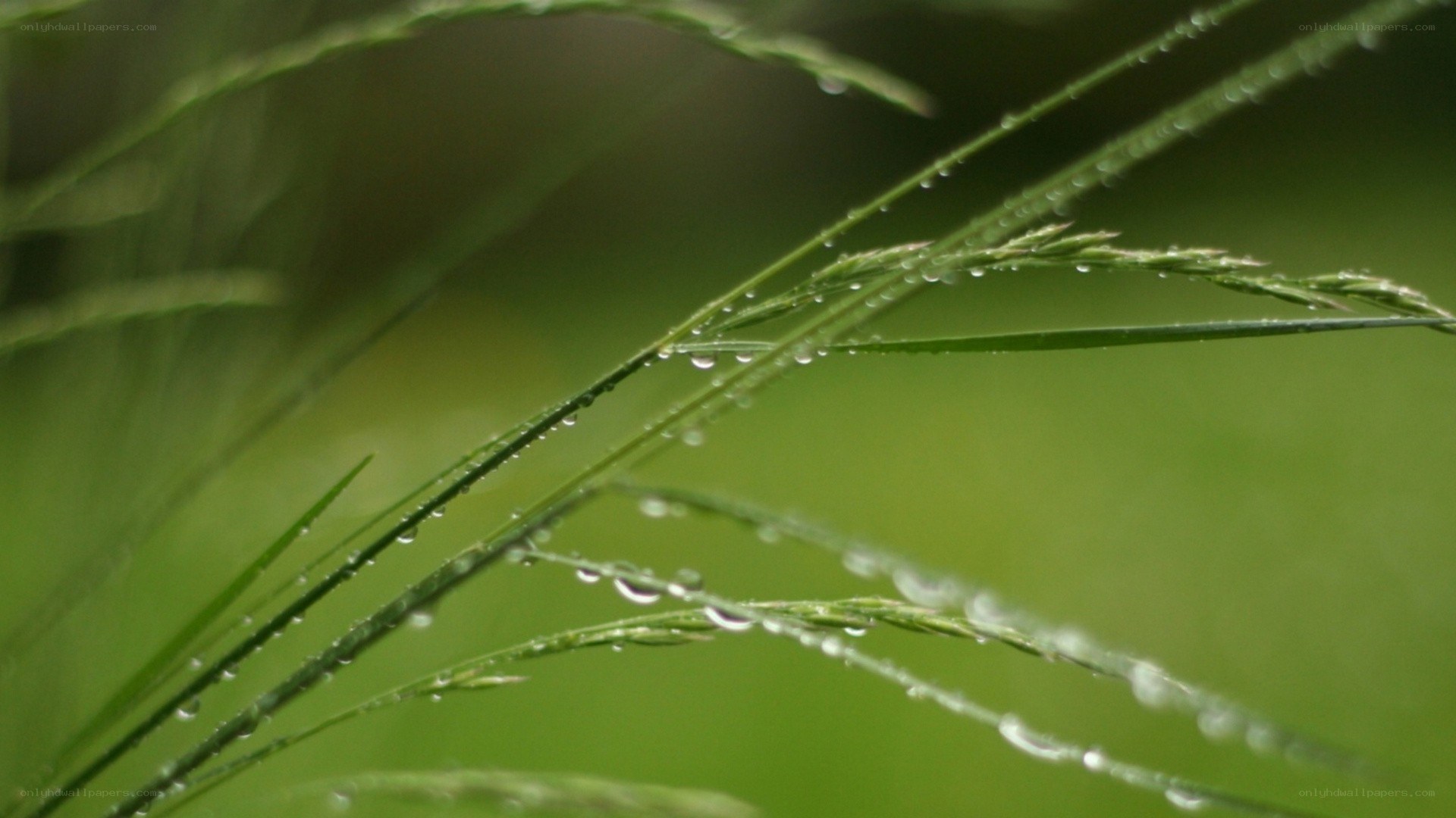 Dew drops on grass blades