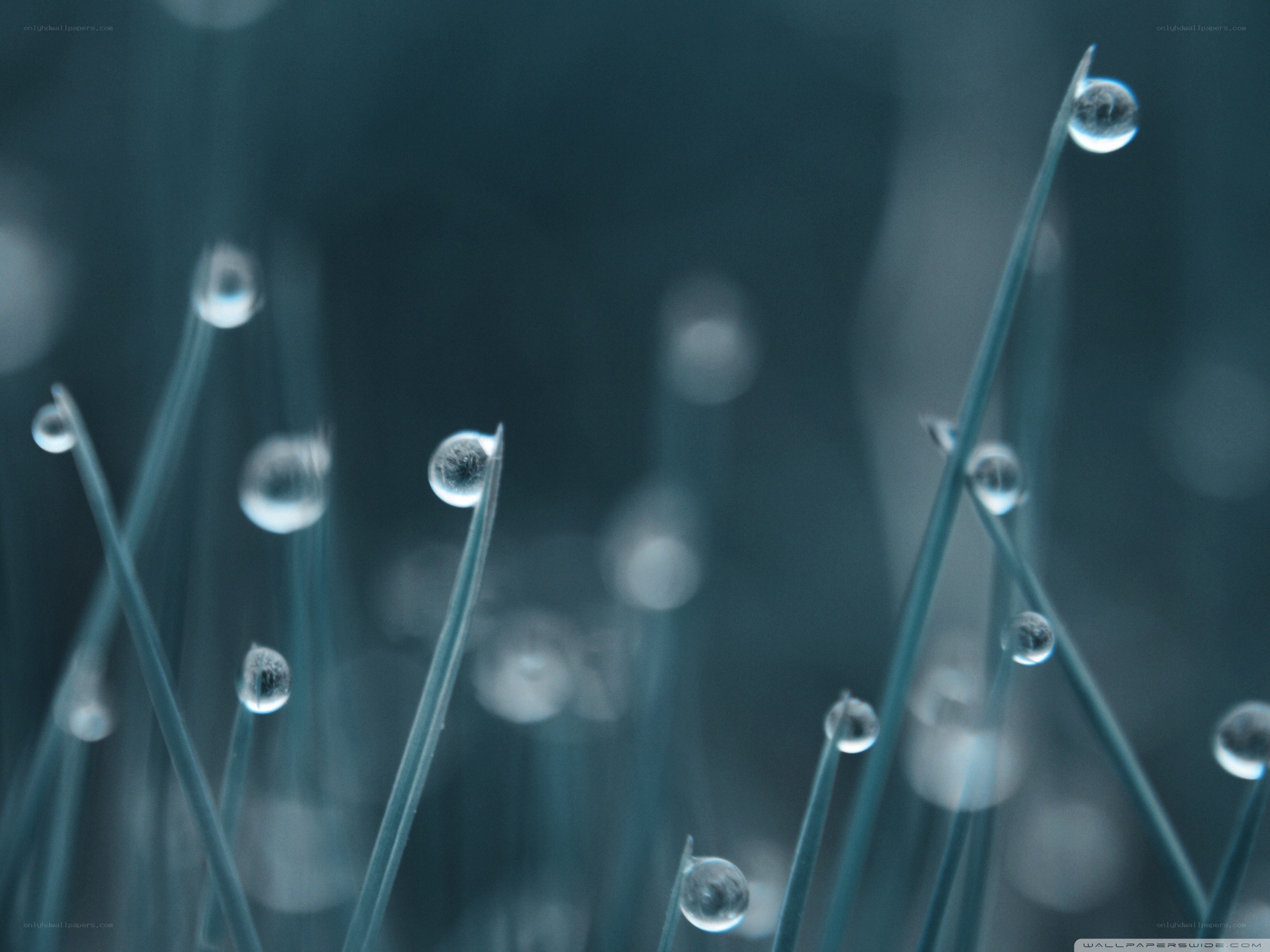 Dew drops on grass blades