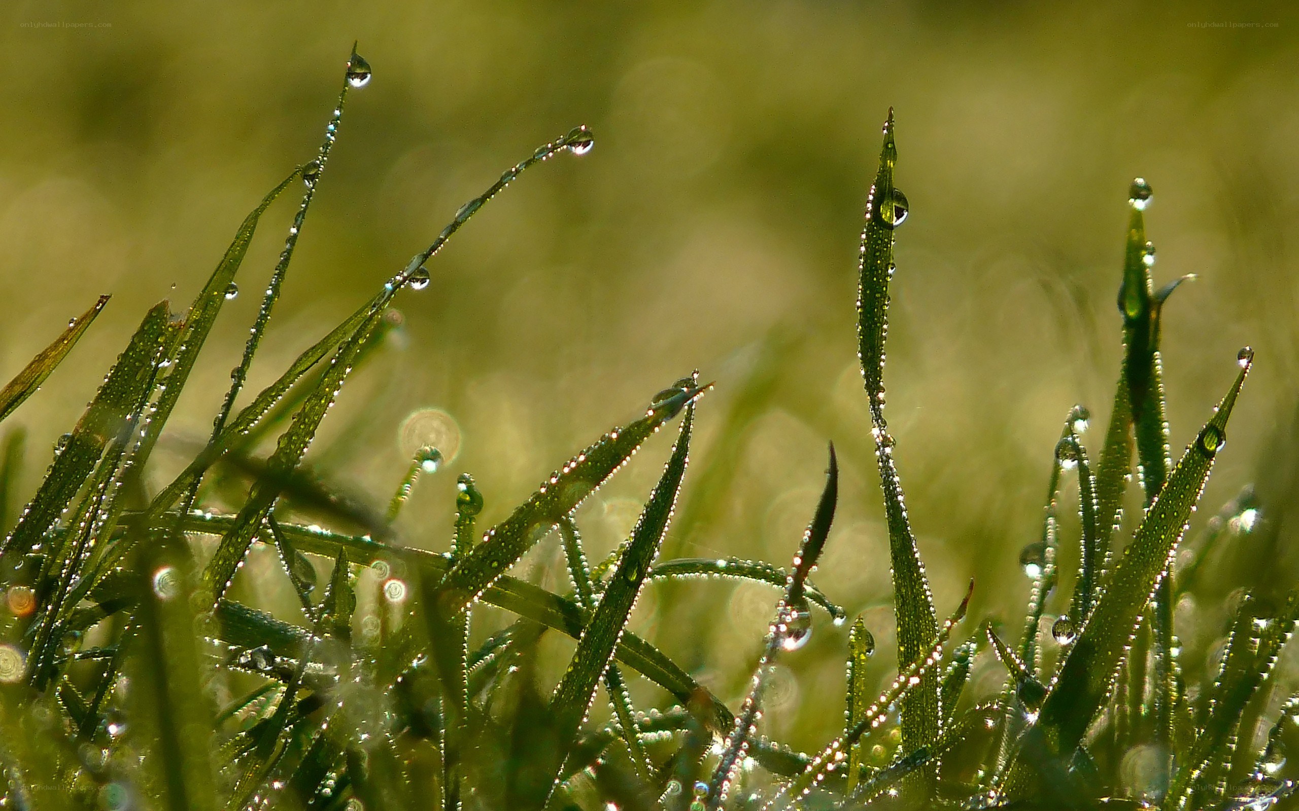 Dew drops on grass blades