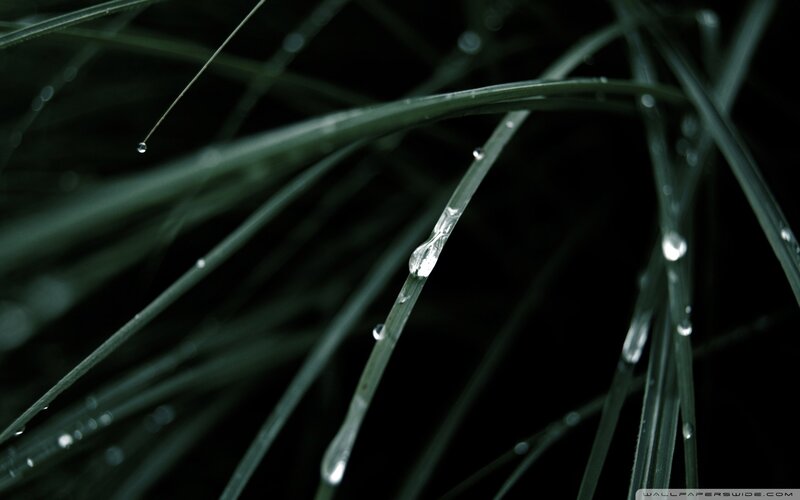 Dew drops on grass blades