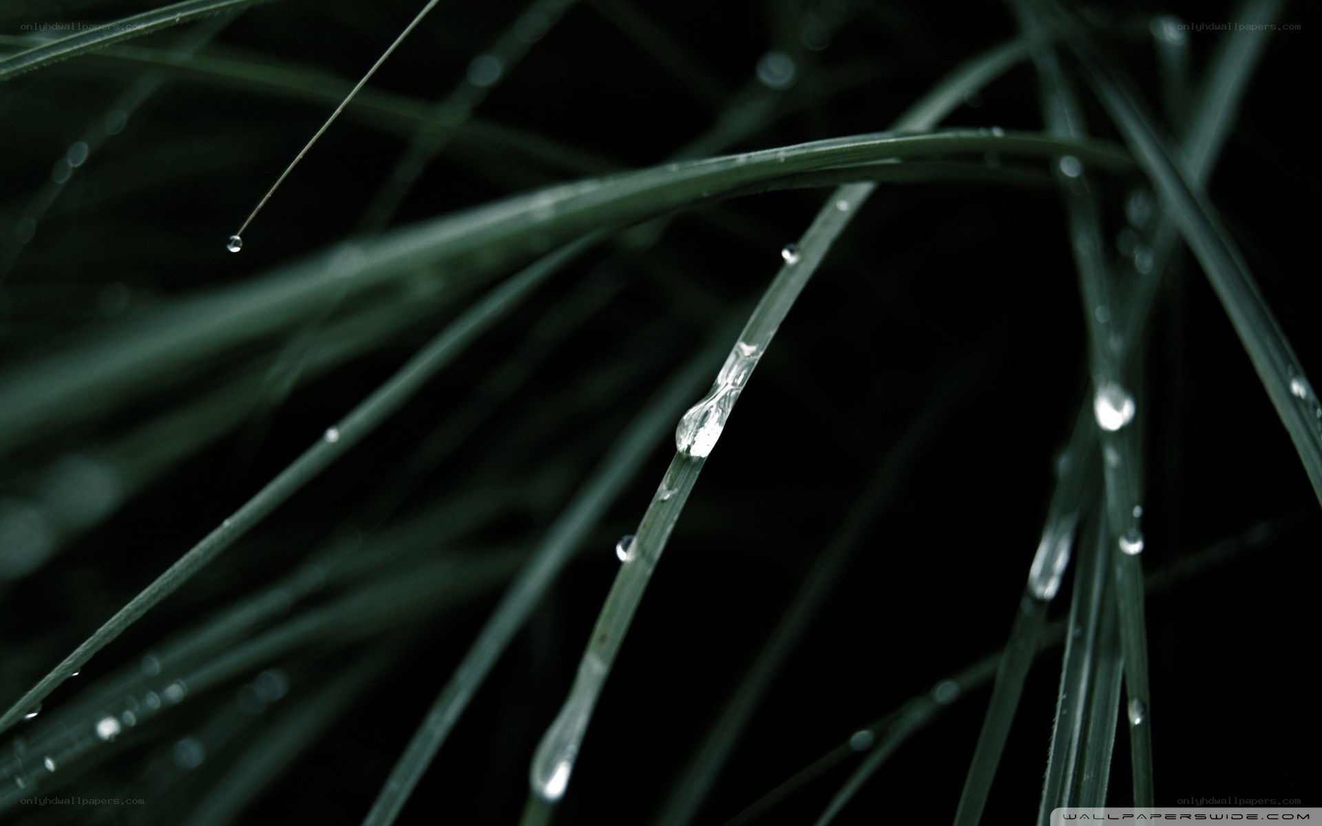 Dew drops on grass blades