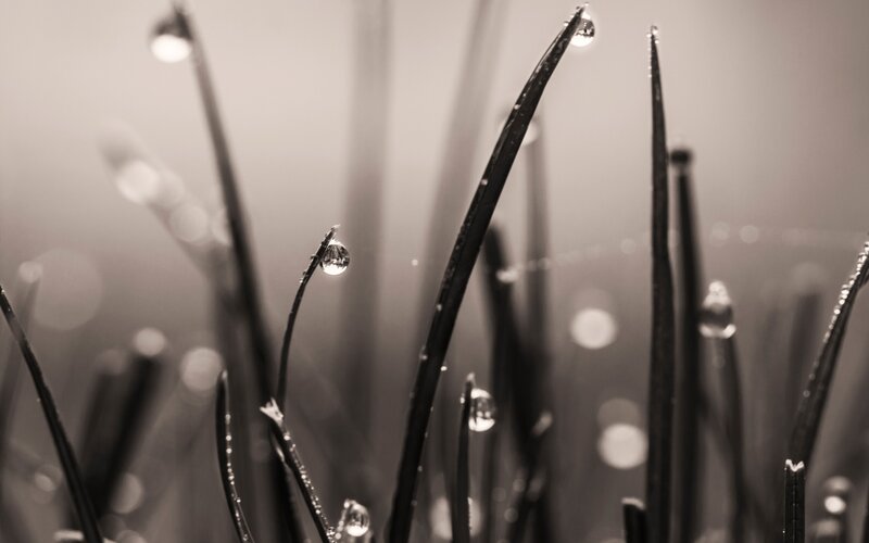 Dew drops on grass blades