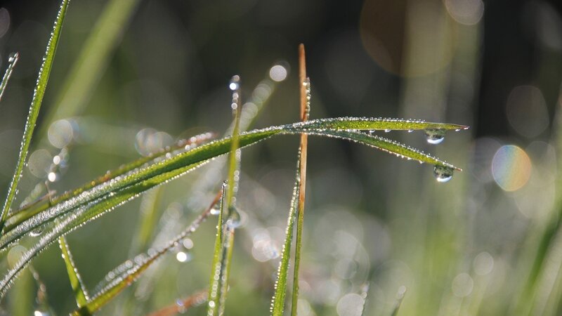 Dew drops on grass blades