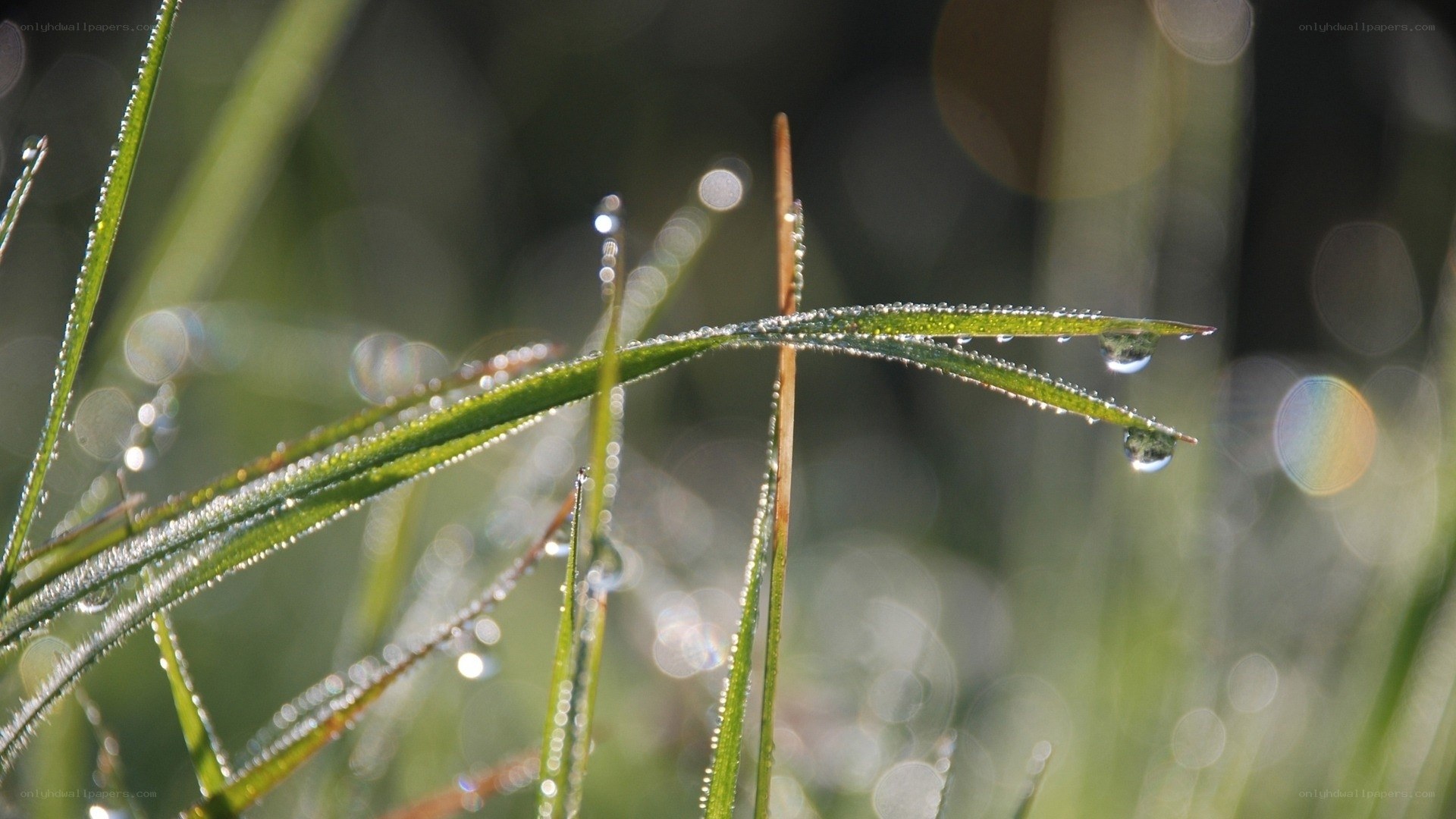 Dew drops on grass blades