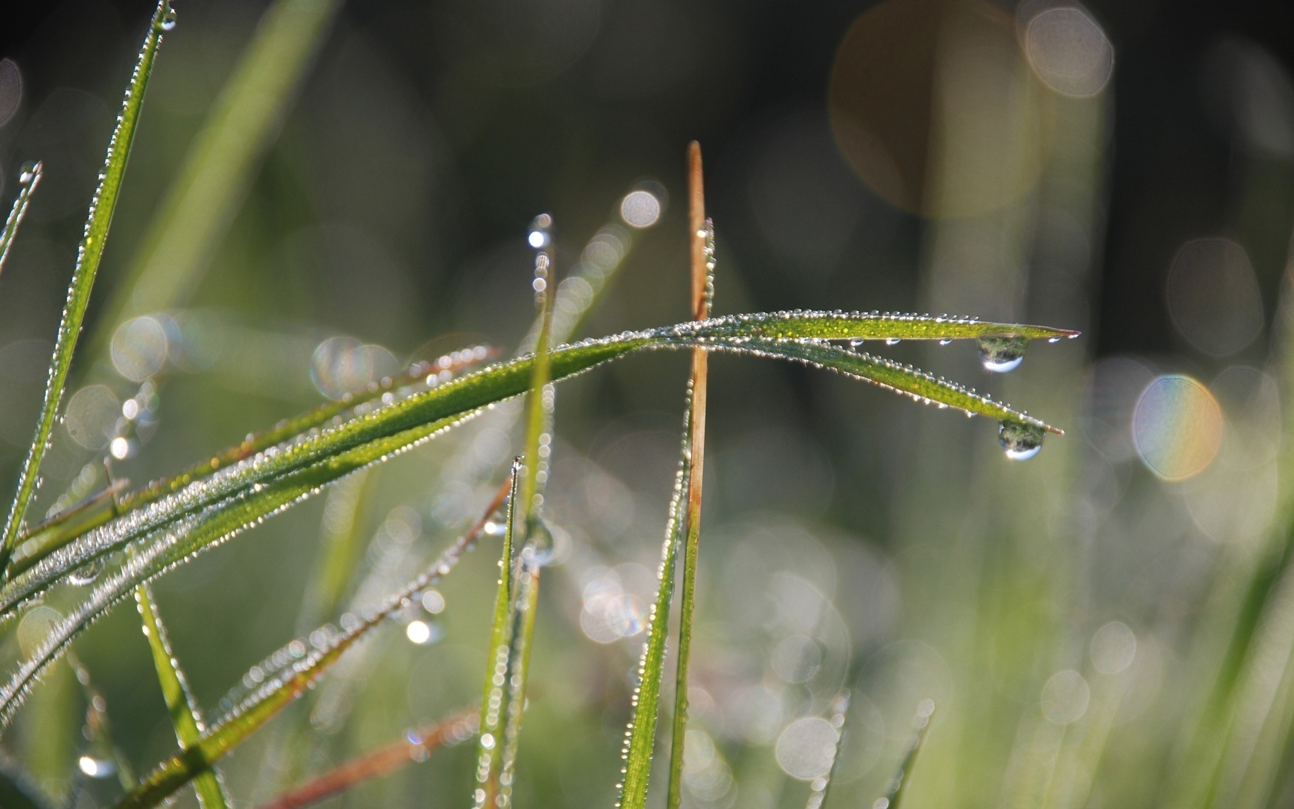 Dew drops on grass blades