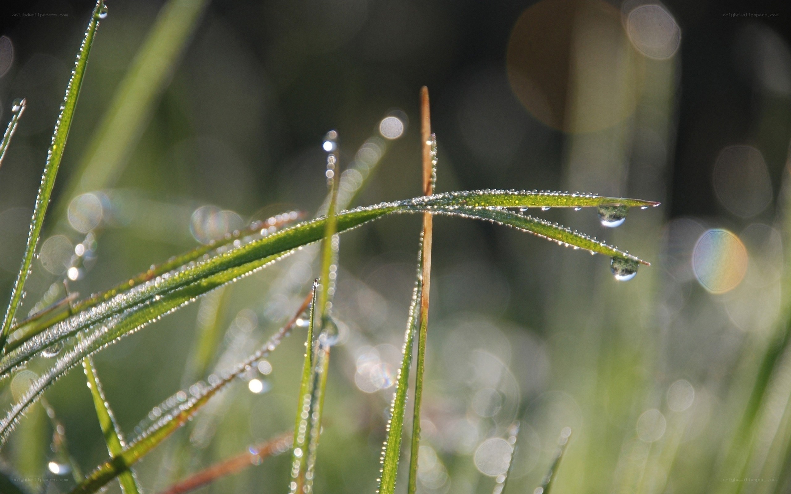Dew drops on grass blades