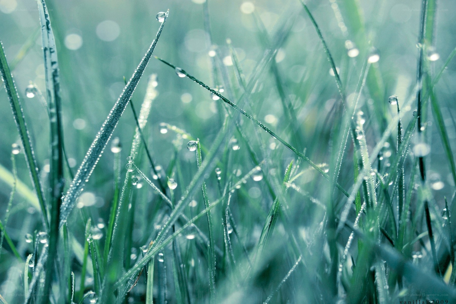 Dew drops on grass blades